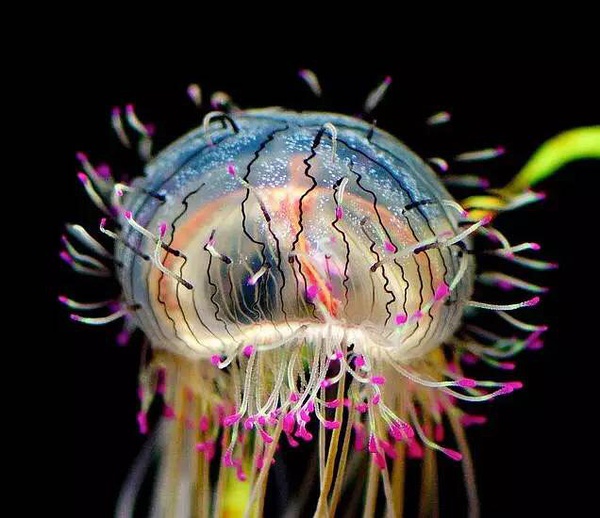 水母,無(wú)腦活億年